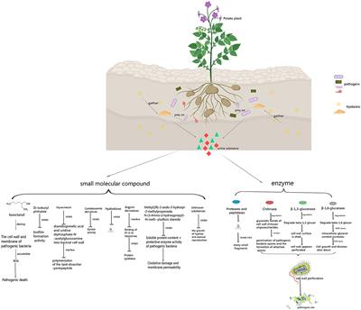 Corrigendum: Active substances of myxobacteria against plant diseases and their action mechanisms